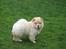 Chow chow Mille