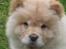 Chow chow Mille