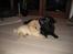Chow chow Mille