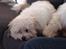 Coton de tulear cosmo(whitebear Fernando)