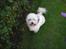Coton de tulear cosmo(whitebear Fernando) - Jamen hvorfor står du og kikker på mig?