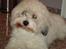 Coton de tulear cosmo(whitebear Fernando) - Heej mor<3