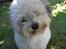Coton de tulear cosmo(whitebear Fernando) - Se jeg kan ligge hovdet på skrå??