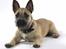Blanding af racer Bella *FranskbullTerrier* - Bella med i studiet