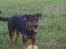 Blanding af racer Bessie - Bessie med sin helt egen fodbold