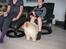 Chow chow Mille