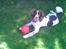 Engelsk springer spaniel tikki  R.I.P - cute det er hun,, 