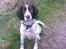 Engelsk springer spaniel tikki  R.I.P - ude i det fri.. i skoven,,