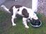 Engelsk springer spaniel tikki  R.I.P - gider du lige jeg spiser,, <3<3