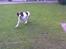 Engelsk springer spaniel tikki  R.I.P - hun løber lige i mod kamaret, men det ser ikke sådan ud,, hæh,, tihi<3<3