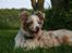 Border collie Gjerulff BS After Eight - Joey hygger i haven