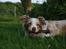 Border collie Gjerulff BS After Eight