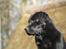 Labrador retriever Taslas little CloudDancer