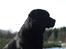 Labrador retriever Taslas little CloudDancer