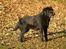 Labrador retriever Taslas little CloudDancer