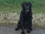 Labrador retriever Taslas little CloudDancer