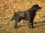 Labrador retriever Taslas little CloudDancer
