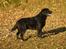 Labrador retriever Taslas little CloudDancer