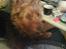 Australsk terrier Cosmo