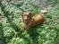 Nova scotia duck tolling retriever Laura - En tur i skoven