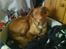 Nova scotia duck tolling retriever Laura