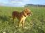 Nova scotia duck tolling retriever Laura - Frit løb over marker. Findes der noget bedre?