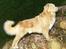 Nova scotia duck tolling retriever Marquis R'I'P - Han stillede lige sig selv op til fotografering