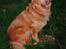 Nova scotia duck tolling retriever Marquis R'I'P - Jeg tager lige en slapper