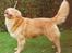 Nova scotia duck tolling retriever Marquis R'I'P - Så flot kunne jeg stå når Mor blandede sig