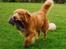 Nova scotia duck tolling retriever Marquis R'I'P - Kaninen stak af men jeg fik da skindet