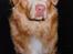Nova scotia duck tolling retriever Marquis R'I'P