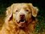 Nova scotia duck tolling retriever Marquis R'I'P - Scannet fra papir, derfor den dårlige kvalitet