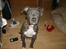 Amerikansk staffordshire terrier Solgt:( Malou