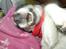Jack russell terrier Funny R.I.P