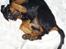 Rottweiler Shanti *R.I.P* - Jeg er da for lækker...synes jeg selv ;-)