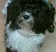 Bichon havanais Vicki