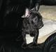 Fransk bulldog *Buller*