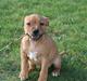 Staffordshire bull terrier Nala