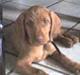 Ruhåret vizsla humlekroen´s frida