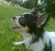 Chihuahua CHIKI. MY STAR.2007-2009
