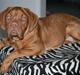 Dogue de bordeaux Chiba R.I.P.
