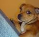 Staffordshire bull terrier Gato