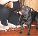 Staffordshire bull terrier Dizny
