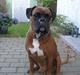 Boxer Bosse  savner dig :/