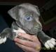 Amerikansk staffordshire terrier Solgt:( Malou