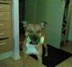 Amerikansk staffordshire terrier Kenzo
