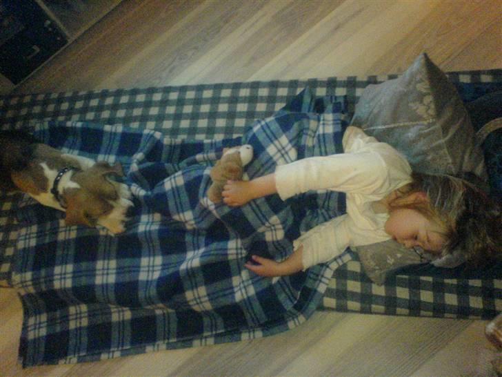 Beagle Nala - Jeg sover, men passer på min "storesøster" billede 13