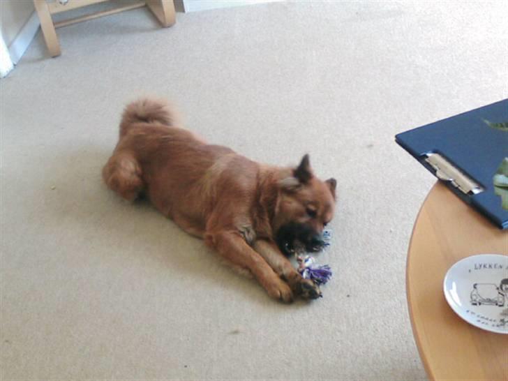 Eurasier Anna - Lige efter hun har fået hvalpe, derfor har hun ikke så meget pels billede 2