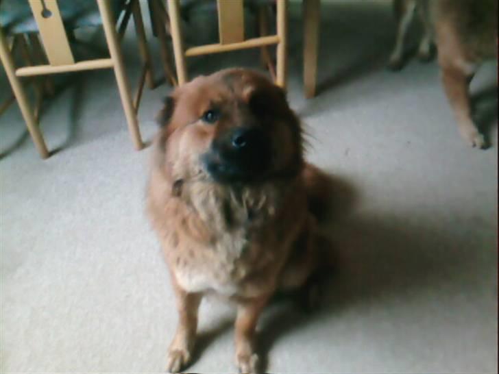 Eurasier Anna - Anna pige billede 3