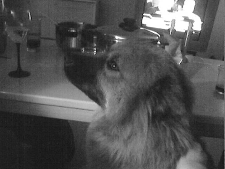 Eurasier Anna - anna sort og hvid billede 4